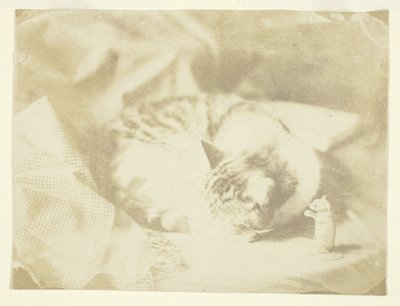 Le chat de Mme Craik - Unknown