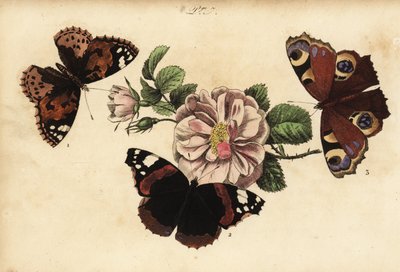 Belle dame, Vanessa cardui 1, vulcain, Vanessa atalanta 2 et paon de jour, Aglais io 3 - Unknown