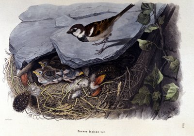 Une planche représentant un oiseau commun (ou moineau) près de son nid - Unknown artist