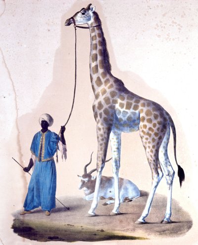 Une girafe et son dresseur au cirque. Lithographie - Unknown artist