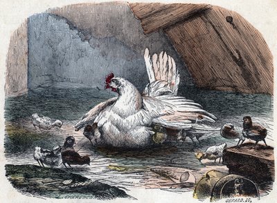 Une poule protège ses poussins du froid en étendant ses ailes - Unknown artist