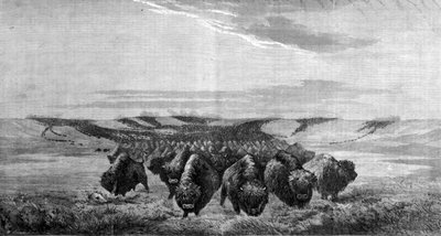 Un immense rassemblement de bisons traverse la prairie dans la vallée du Missouri - Unknown artist