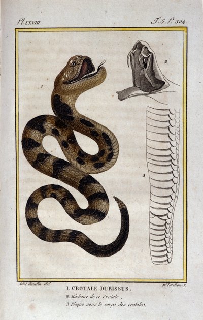 Un serpent à sonnette. Planche tirée d