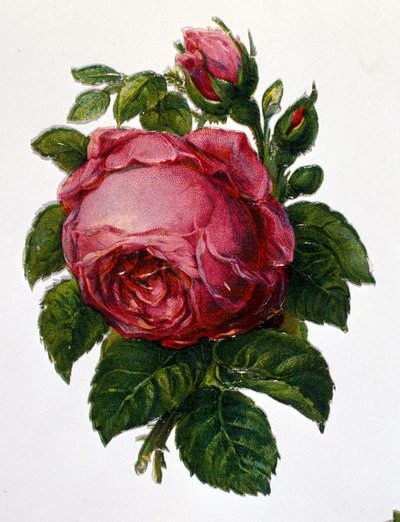 Une rose - Unknown artist