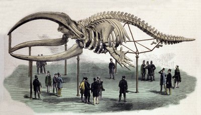 Un squelette de baleines au Royal College of Surgeons à Londres. Gravure du 19e siècle - Unknown artist