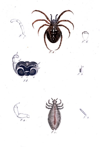 Une araignée et un pou. Planche d