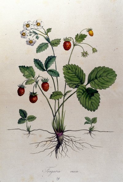 Un arbousier et ses fruits : planche botanique du 19ème siècle. - Unknown artist