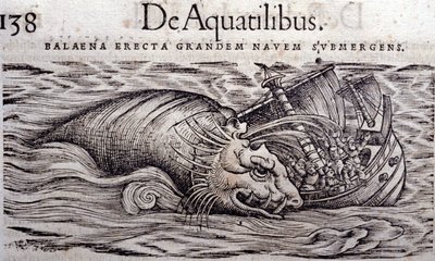 Une baleine détruit la coque d