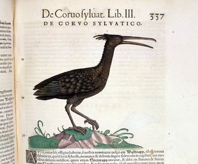 Un corbeau sauvage de l