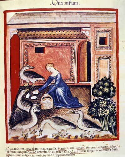 Une jeune femme ramasse des œufs de canne. Enluminure du « Tacuinum sanitatis » - Unknown artist