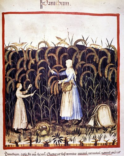Agriculture. Récolte de panic (céréale). Enluminure du « Tacuinum sanitatis » - Unknown artist
