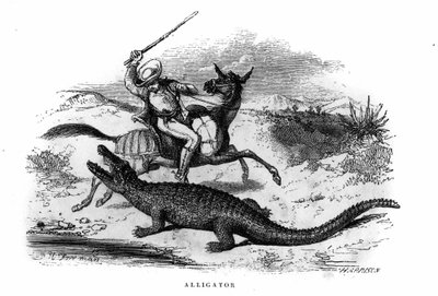 Alligator en Amérique du Sud au milieu du 19ème siècle. - Unknown artist