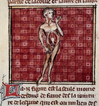 Figures anatomiques : écorché masculin et féminin, abdomen ouvert, montrant les reins, la vessie, les organes génitaux : détail de l