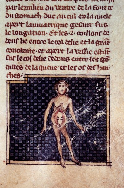 Figures anatomiques : écorchés masculin et féminin, ventre ouvert, montrant les reins, la vessie, les organes génitaux : détail de la femme. Miniature du manuscrit « Chirurgie » (Folio 29) écrit par Henri de Mondeville (chirurgien de Philippe Le Bel, profe - Unknown artist
