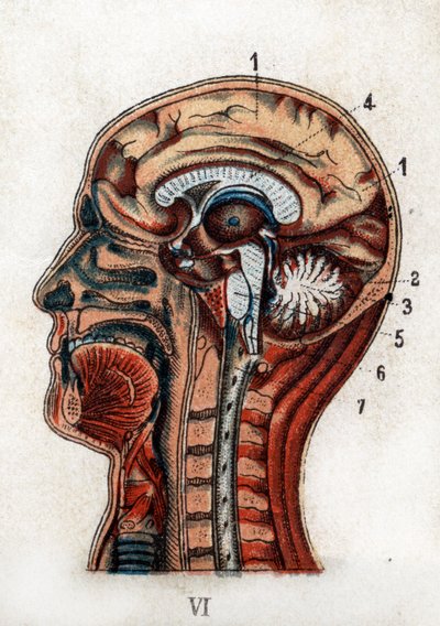 Anatomie : coupe transversale du crâne humain, section du cerveau et de la moelle. La planche représente le cerveau, le cervelet (avec l