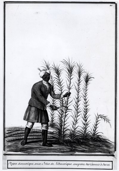 Antilles, nègre domestique coupant de la canne à sucre. - Unknown artist