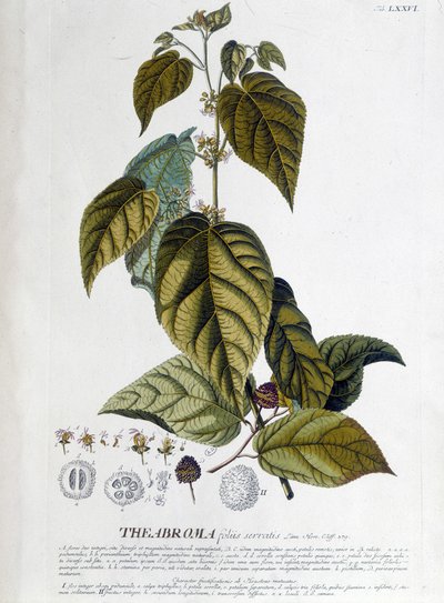 Arbroma, plante à thé - planche botanique - Unknown artist
