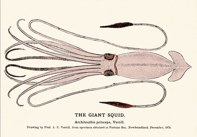 Architeuthis princeps, le calmar géant échoué sur la plage de Fortune Bay (Terre-Neuve) en décembre 1874 et décrit pour la première fois par le professeur A.E. Verrill. Gravure d
