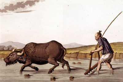 Labourer le champ de riz avec un bœuf - dans Le costume ancien et moderne par J. Ferrario, éd. Milan - Unknown artist