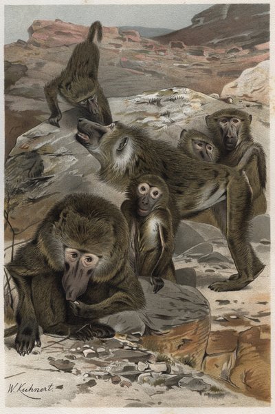Babouin - Babouins (Cercopithecinae) - gravure de 