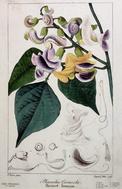 Phaseolus caracola (haricot lima), planche botanique - Unknown artist