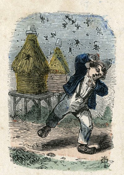 Les abeilles attaquent un enfant près de leur ruche. Illustration du 19ème siècle. Collection Bianchetti - Unknown artist