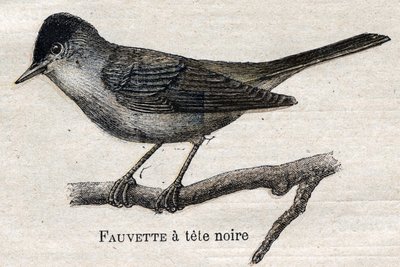 Oiseaux utiles à l