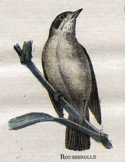 Oiseaux utiles à l