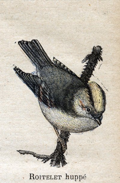 Oiseaux utiles à l