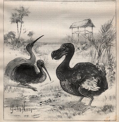 Oiseaux disparus : le dodo et l