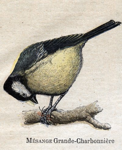 Oiseaux utiles à l