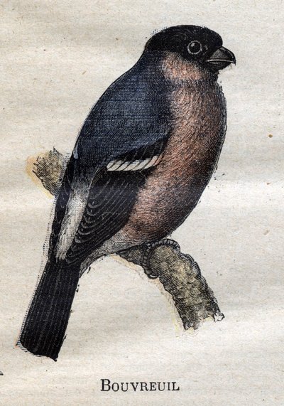 Oiseaux utiles à l