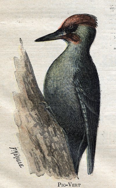 Oiseaux utiles à l