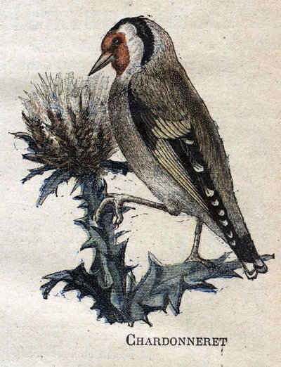 Oiseaux utiles à l