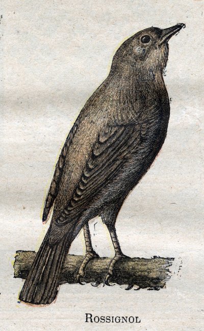 Oiseaux utiles à l