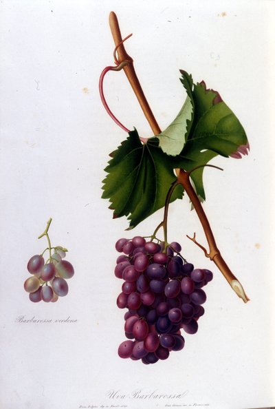 Raisins noirs. Gravure du XIXe siècle - Unknown artist