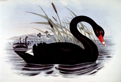 Cygne noir (cygnus atratus) - de « Birds of Australia » de J. Gould, début du 19ème siècle - Unknown artist