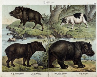 Sanglier, cochon, tapir et hippopotame - dans "Histoires naturelles des mammifères", éd. Schreiber - Unknown artist