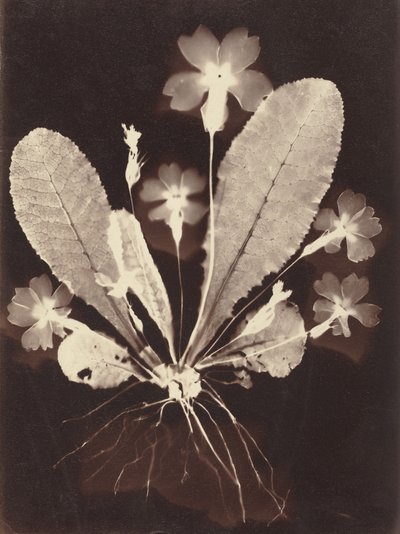 Photogramme botanique - Unknown Artist