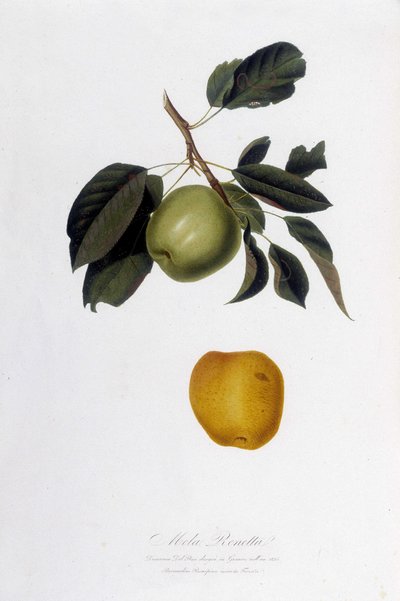 Planche botanique : Pomme reinette (Mela Renetta) - Unknown artist