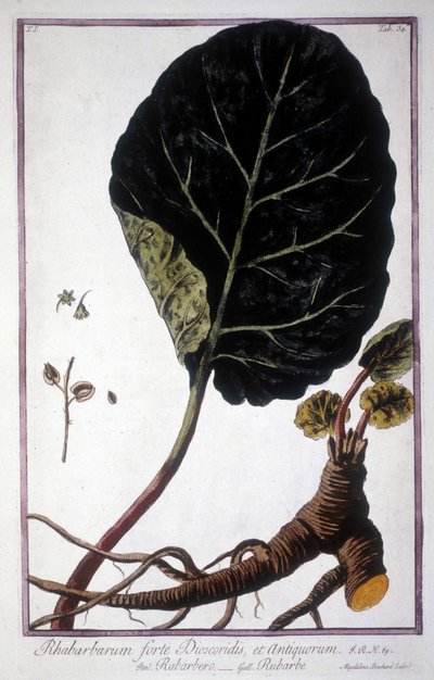 Planche botanique : Feuille et racines de Rhubarbe. Herbier du 19ème siècle. - Unknown artist