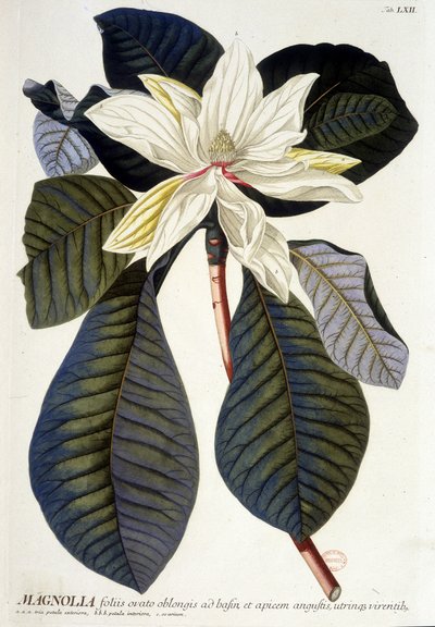 Planche botanique : Magnolia, fleur et branche - Unknown artist