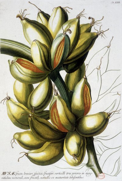 Planche botanique : bananes. XIXe siècle - Unknown artist