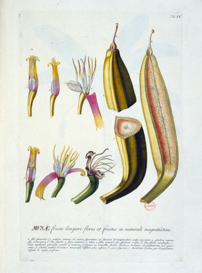 Planche botanique : fleurs et coupe de banane. n.d. 19e siècle - Unknown artist