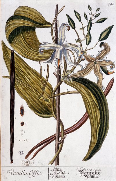 Planche botanique de vanille (vanilla offic) - 19e siècle - Unknown artist