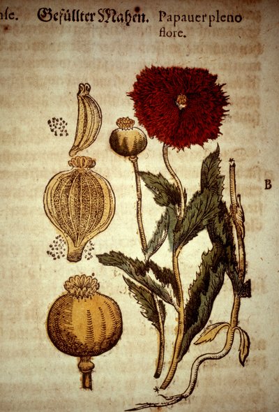Planche botanique : pavot. D
