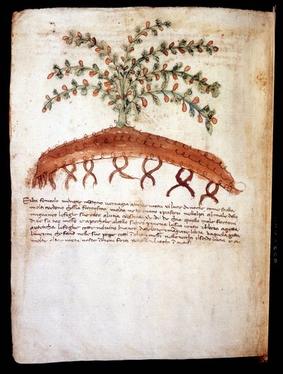 Planche botanique représentant l