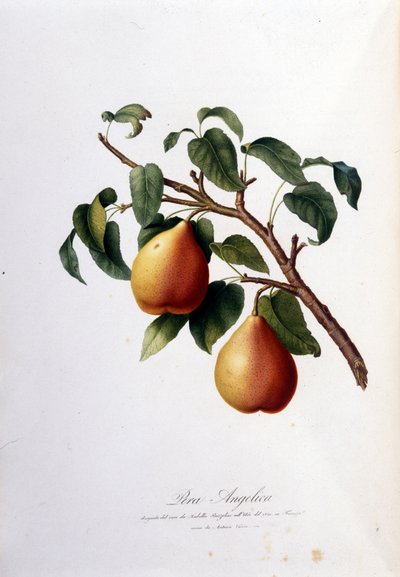 Planche botanique représentant la poire angélique. 1820 - 1822. - Unknown artist