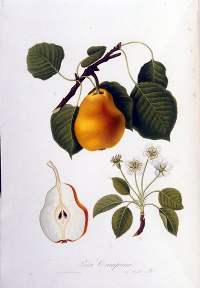 Planche botanique représentant la pera campana. 1820 - 1822 - Unknown artist