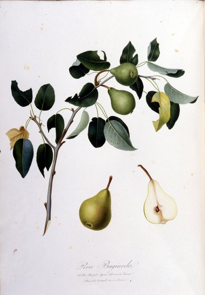 Planche botanique représentant la pera campana. 1820 - 1822 - Unknown artist